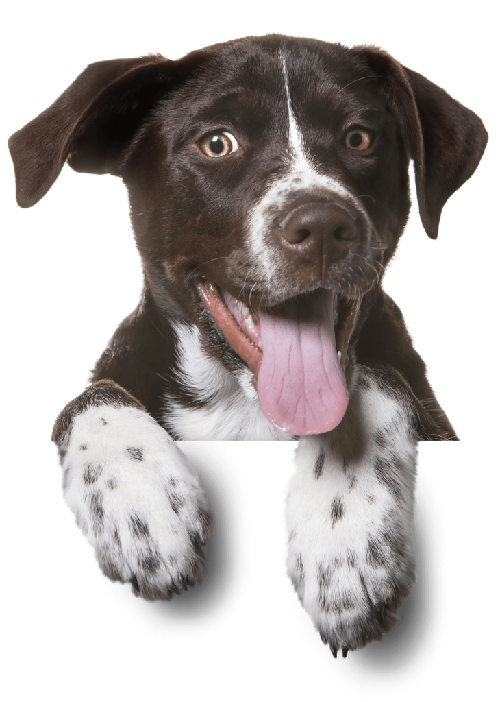 Myvetgroup contact